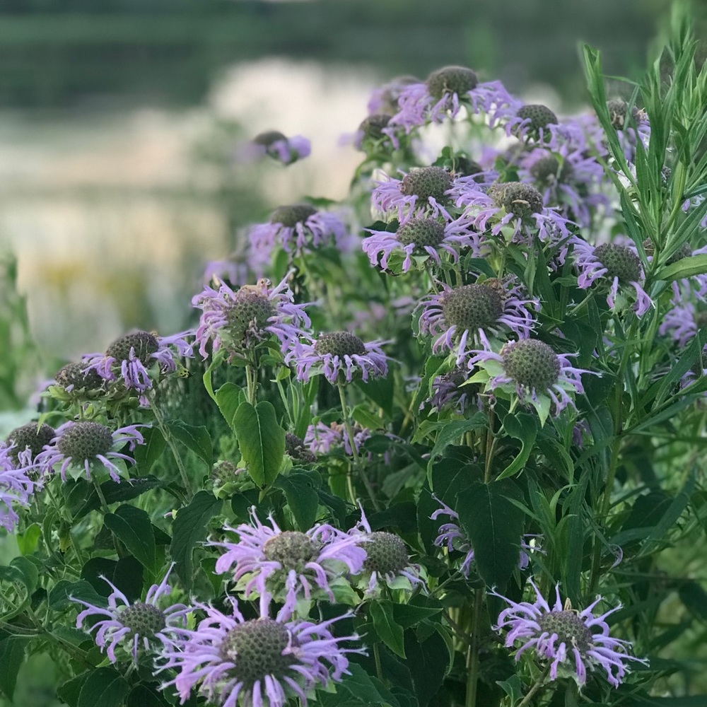 Meet your Posher, Kathleen